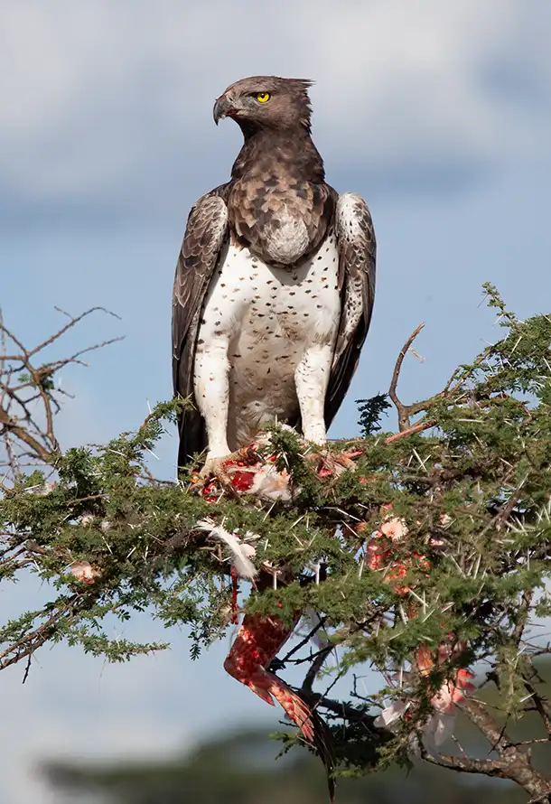 Marshal Eagle Photo Stanely Raymond