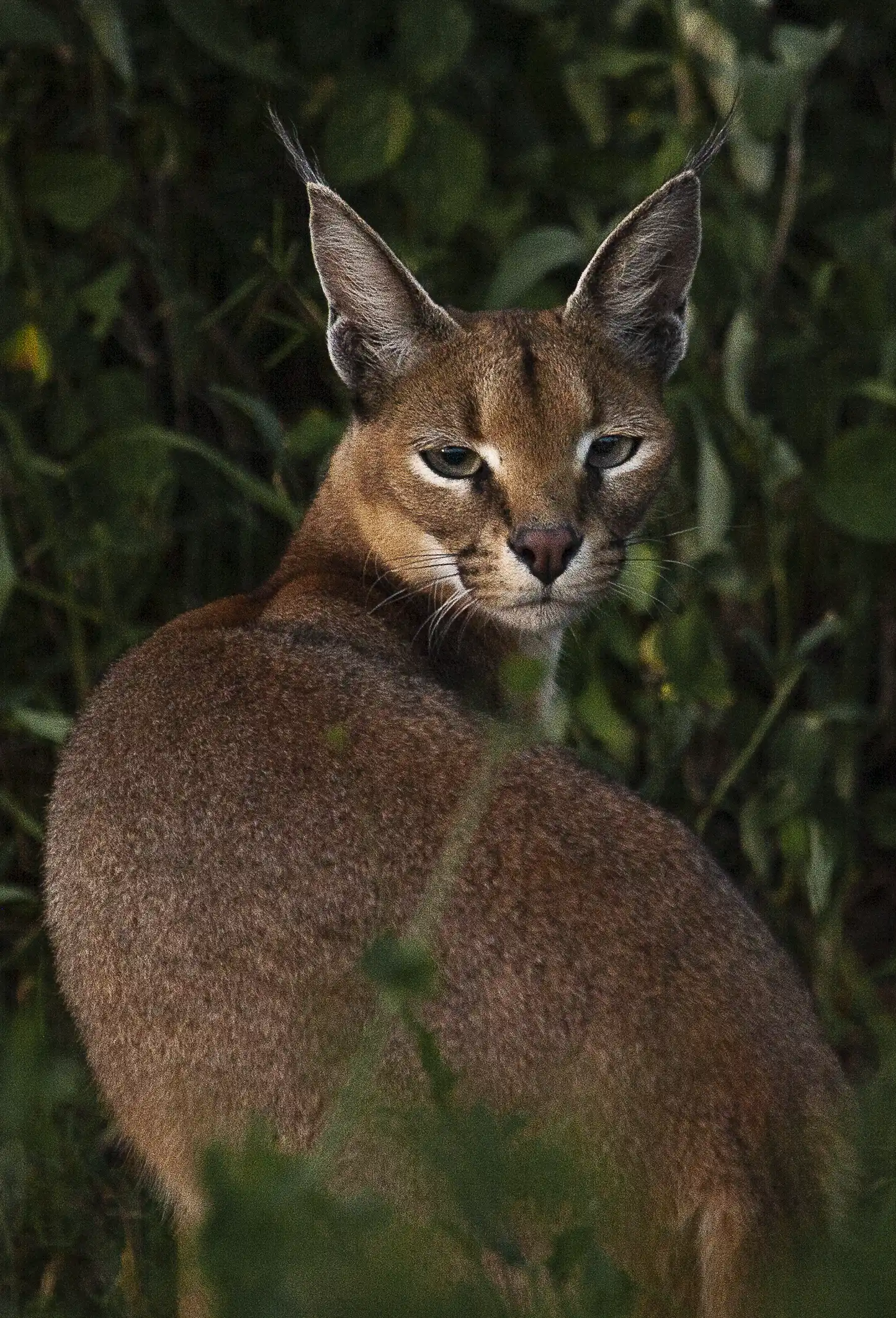 Caracal Photo Stanely Raymond