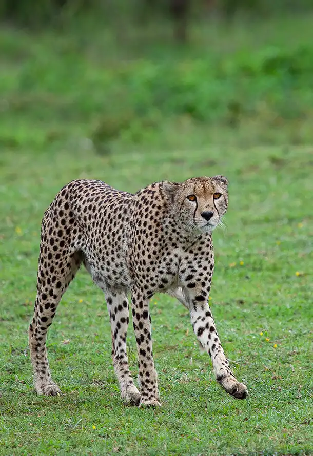 Cheetah Photo Stanely Raymond