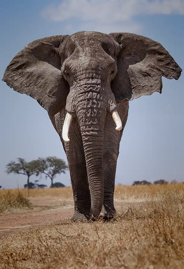 African Giant Elephant Photo by Stanely Raymond