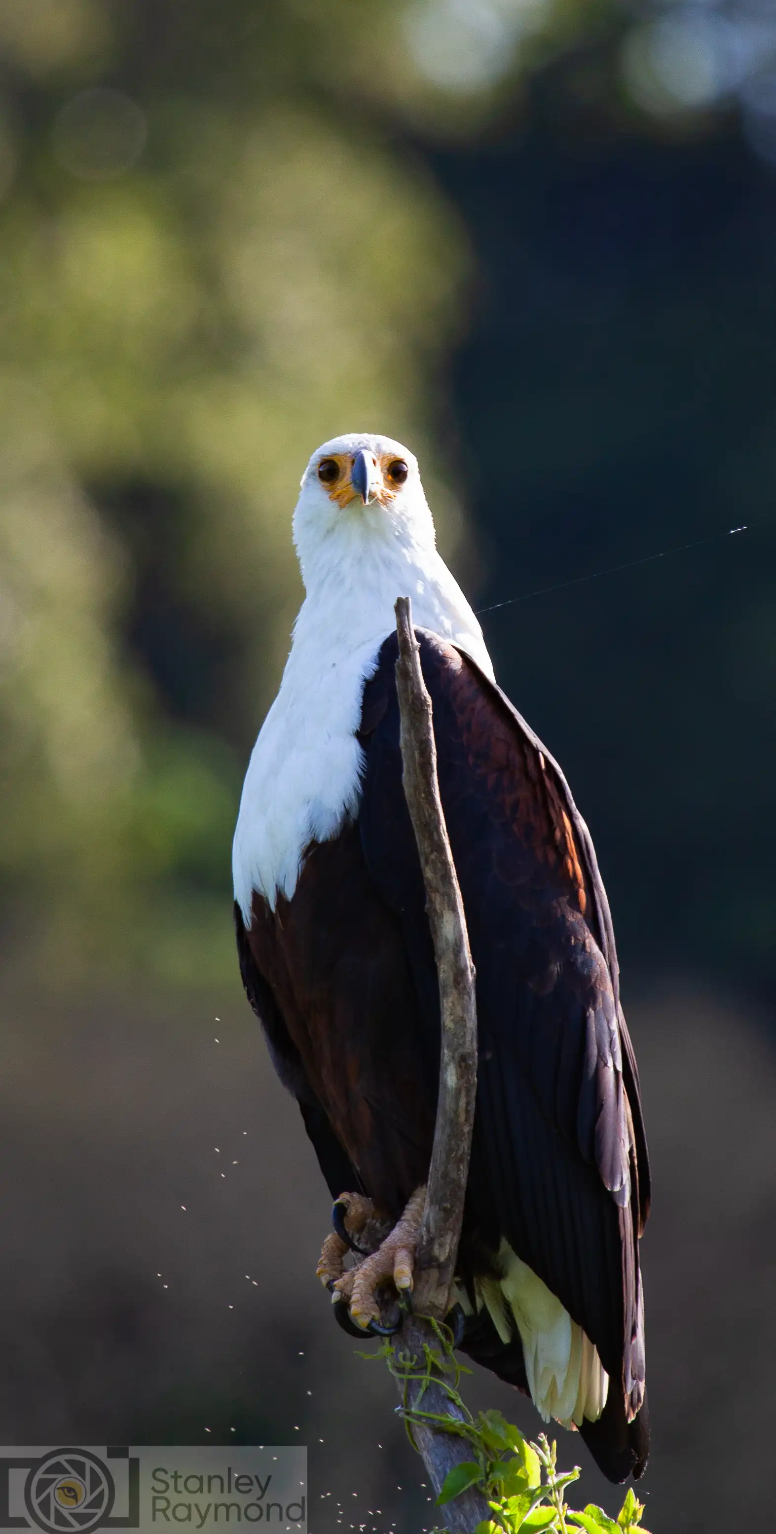 Fish Eagle Photo Stanely Raymond
