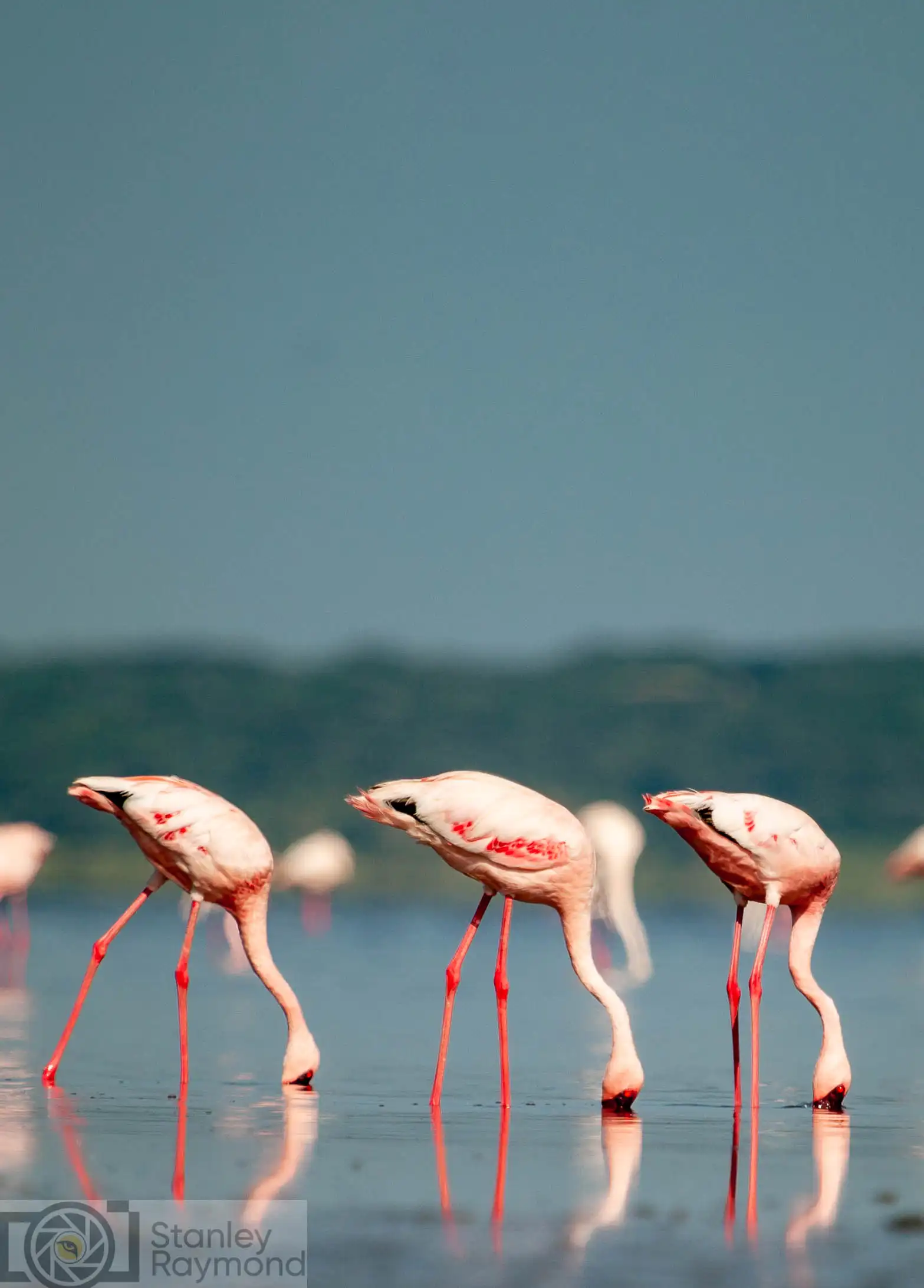 Flamingo Photo Stanely Raymond