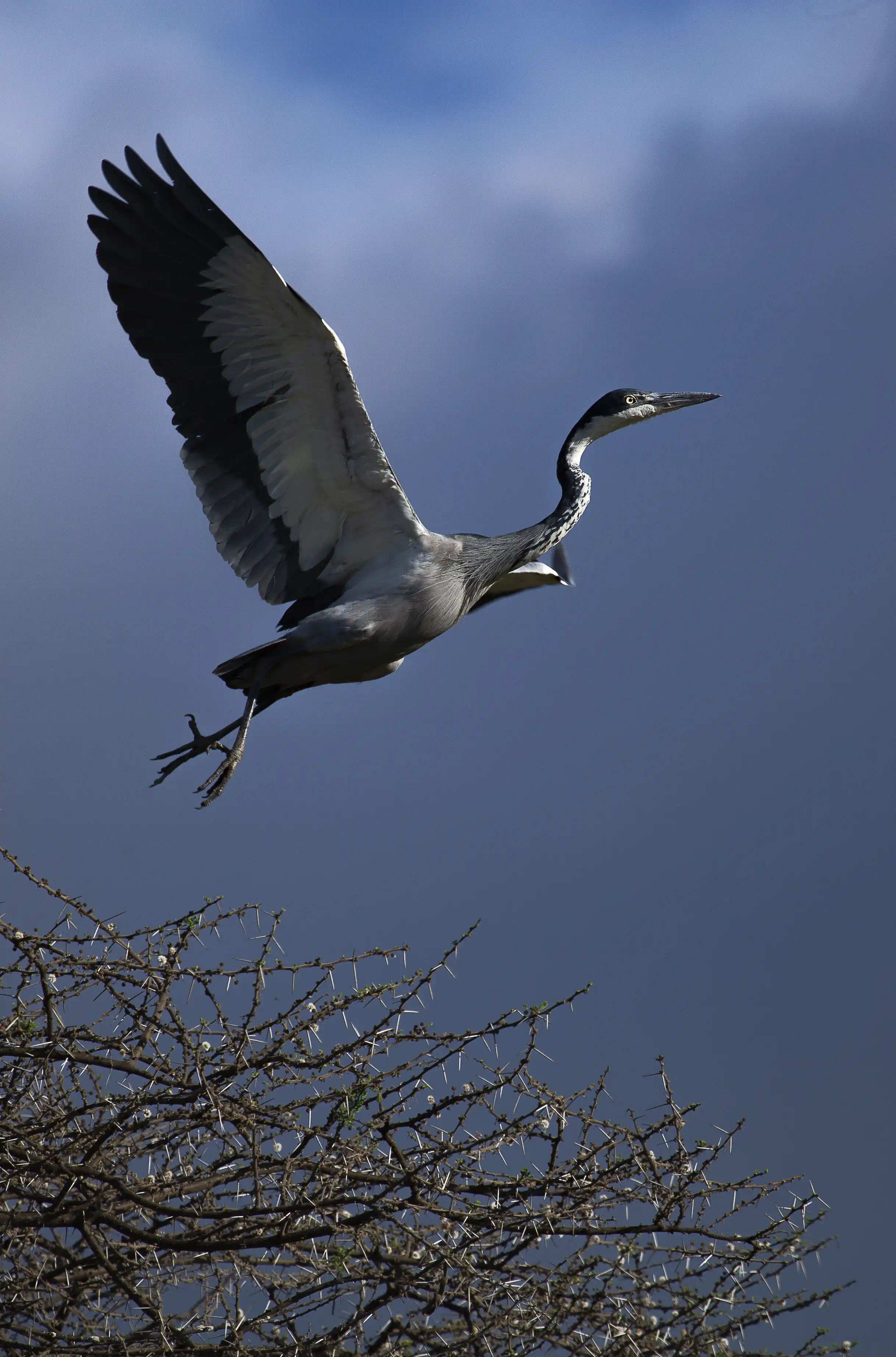 Heron Photo Stanely Raymond