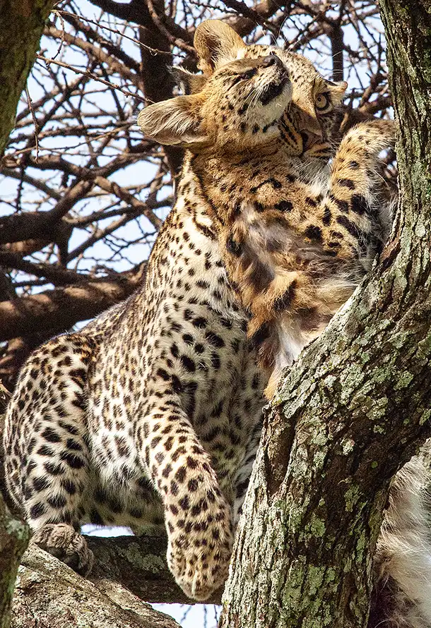 Leopard by Photo Stanely Raymond