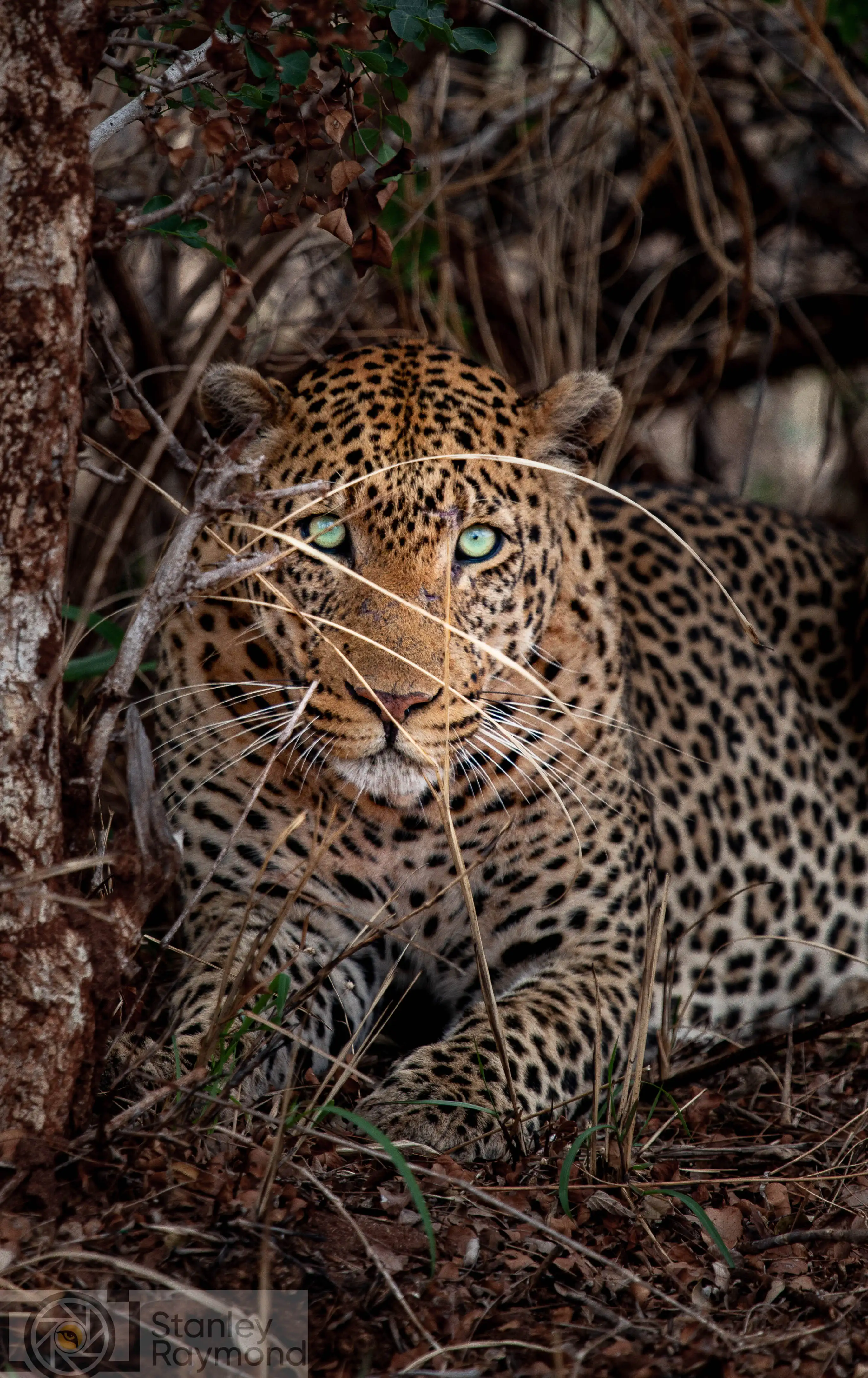 Leopard Photo Stanely Raymond
