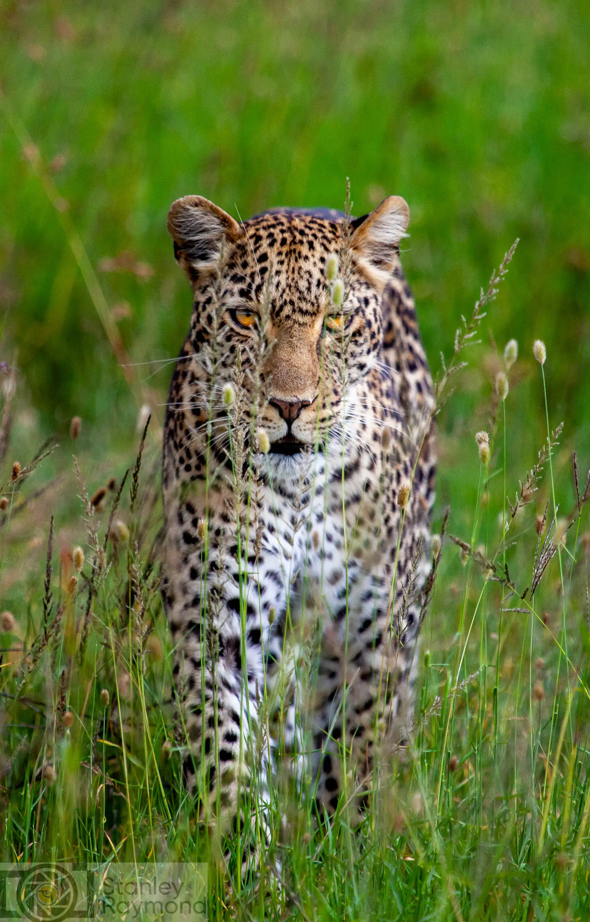 Leopard Photo Stanely Raymond