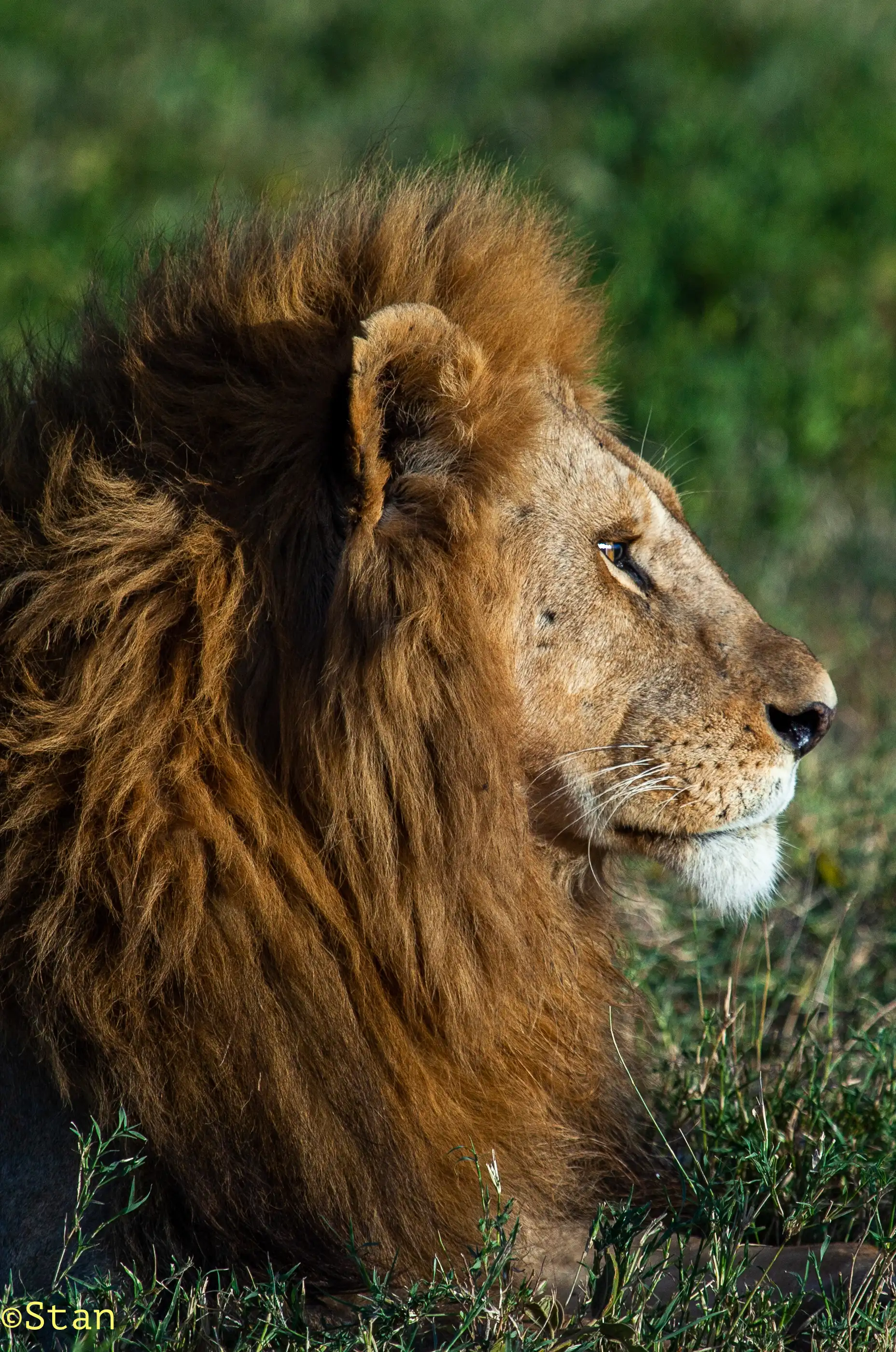 Lion Potrait Photo Stanely Raymond