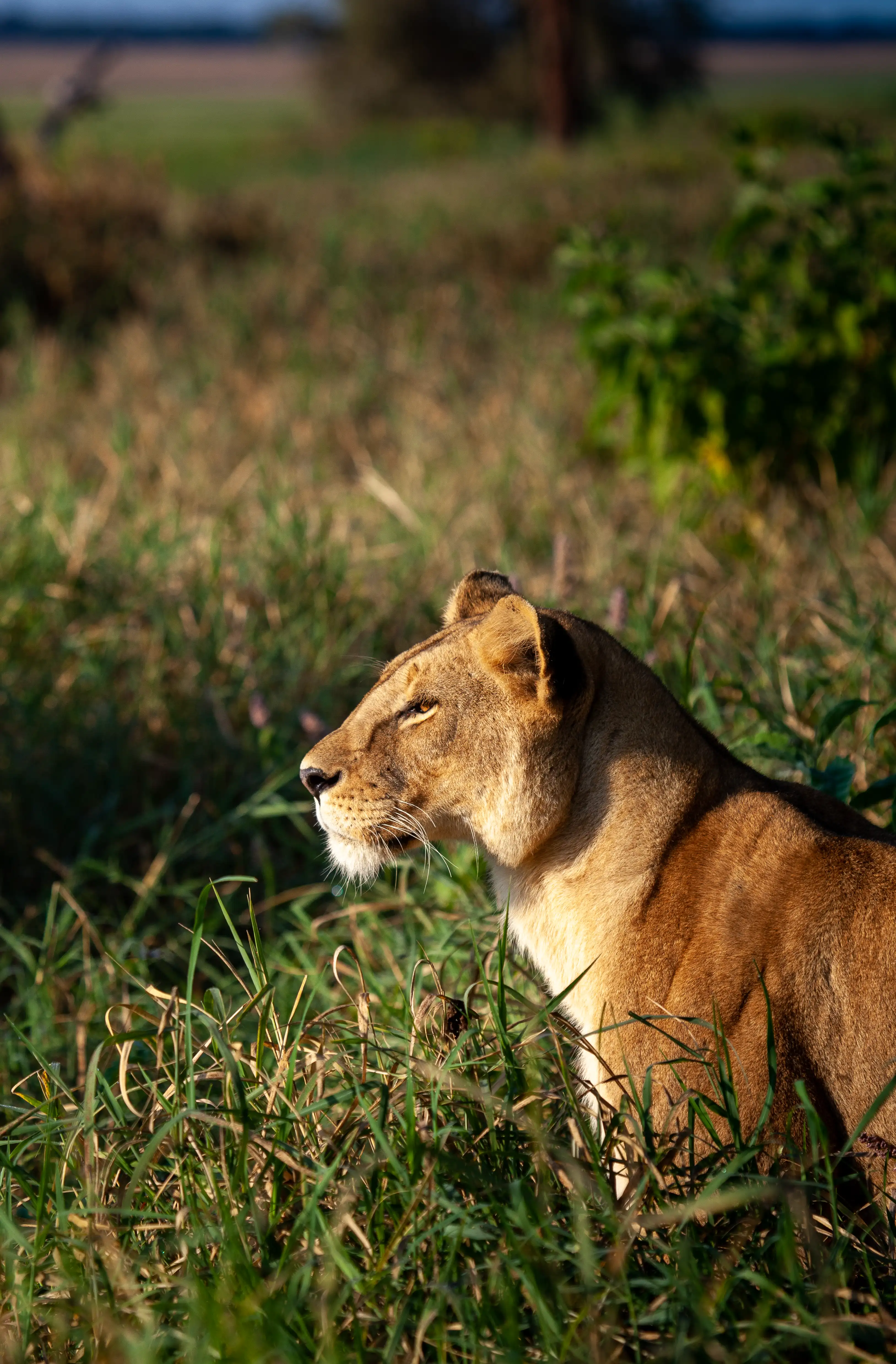Cheetah Photo Stanely Raymond