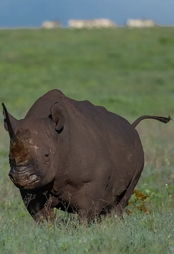 African Black Rhino Photo Stanely Raymond
