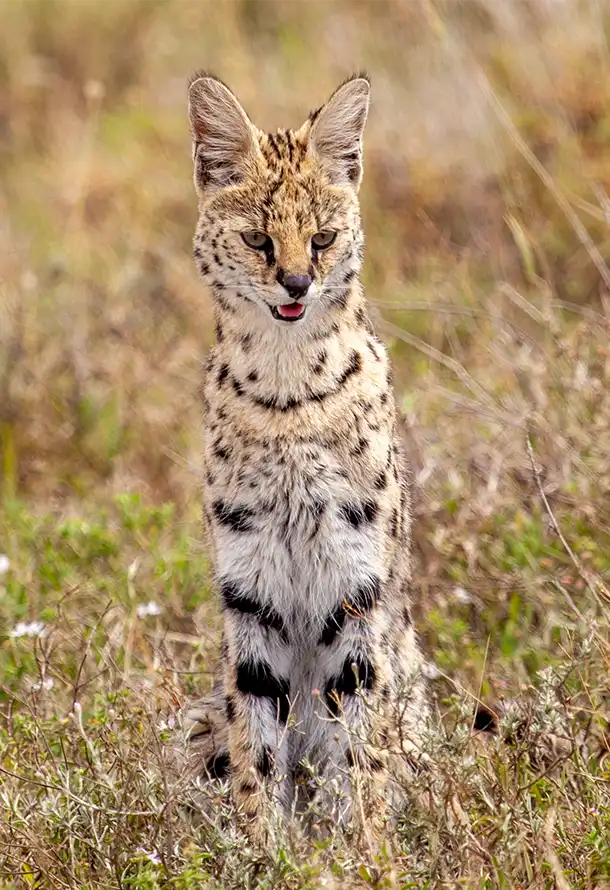Serval Cat Photo Stanely Raymond