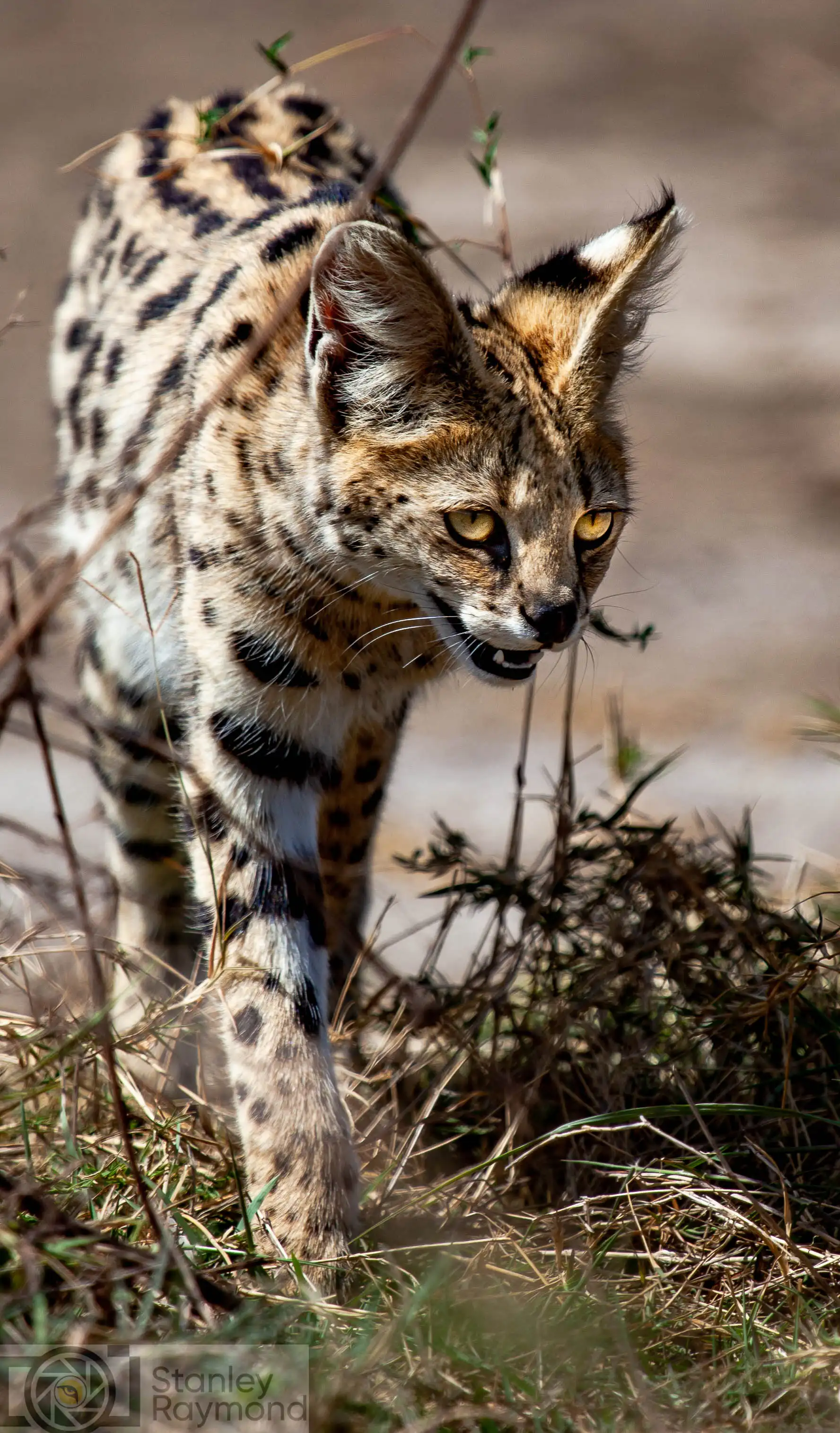 Serval Photo Stanely Raymond