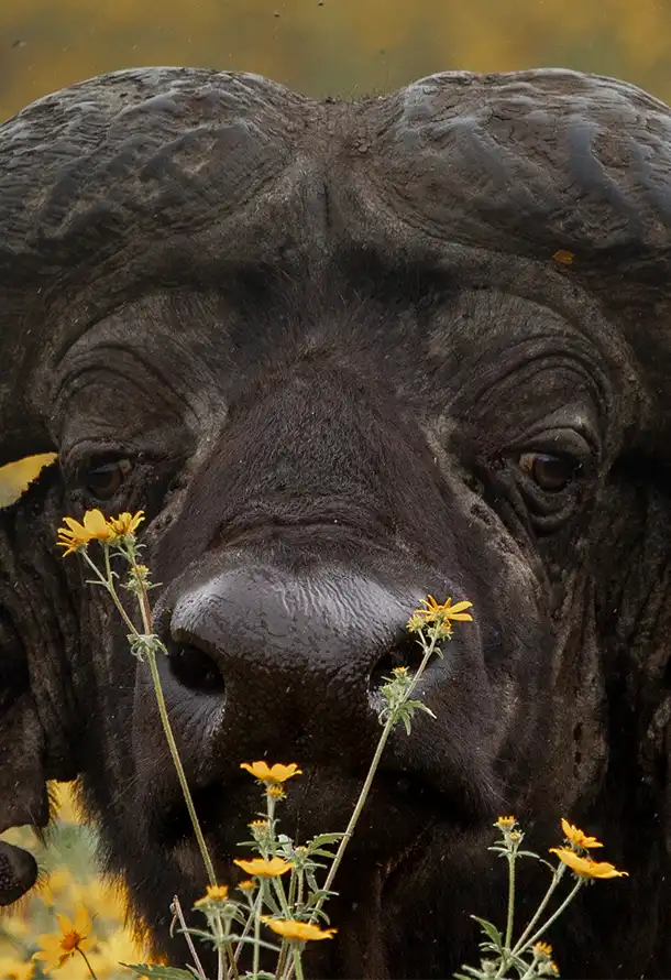 Buffalo Photo Stanely Raymond