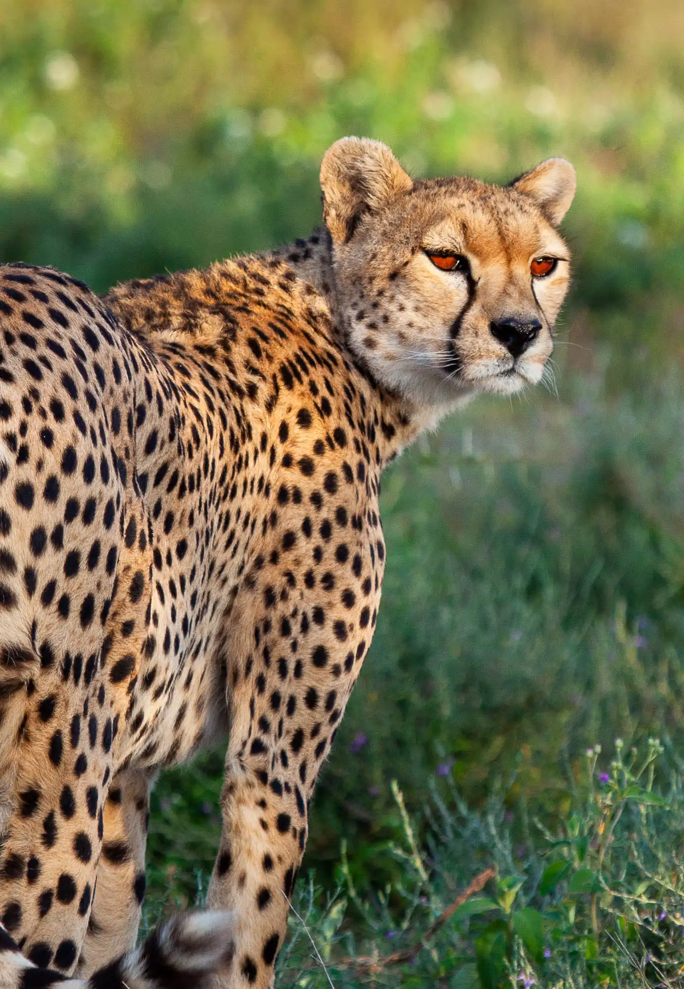 Cheetah Photo Stanely Raymond