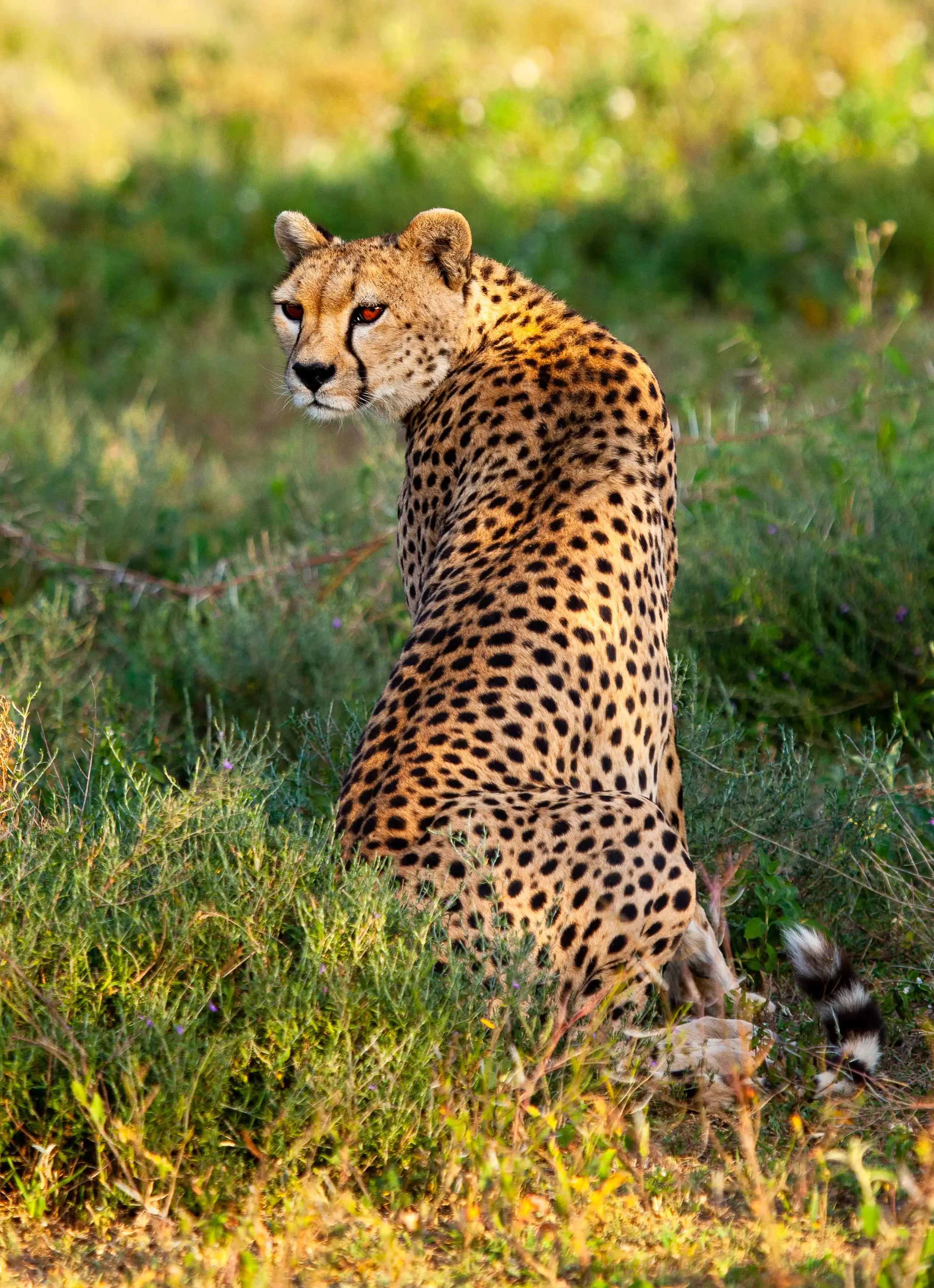 Cheetah Ndutu by Photo Stanely Raymond