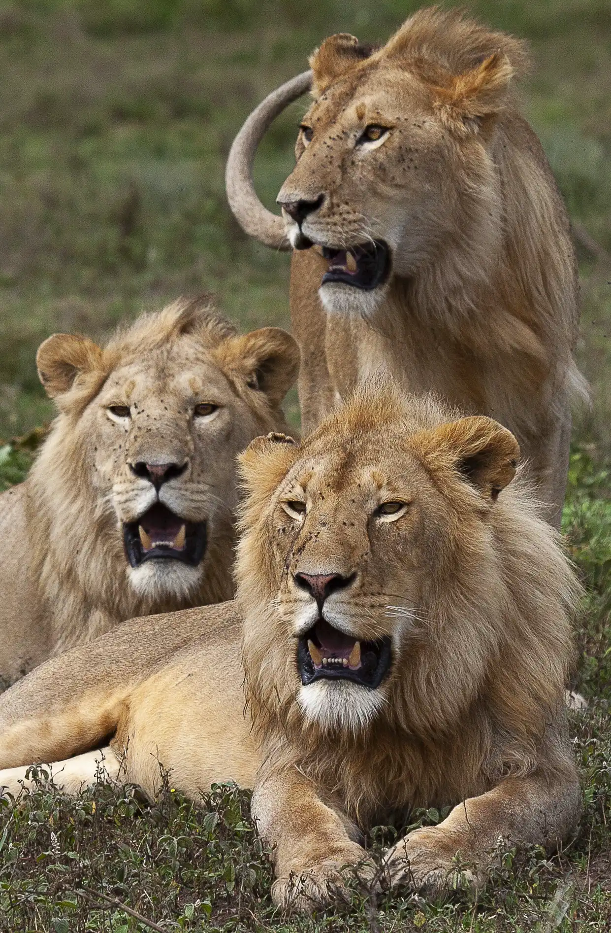 Lion Brothers Photo Stanely Raymond