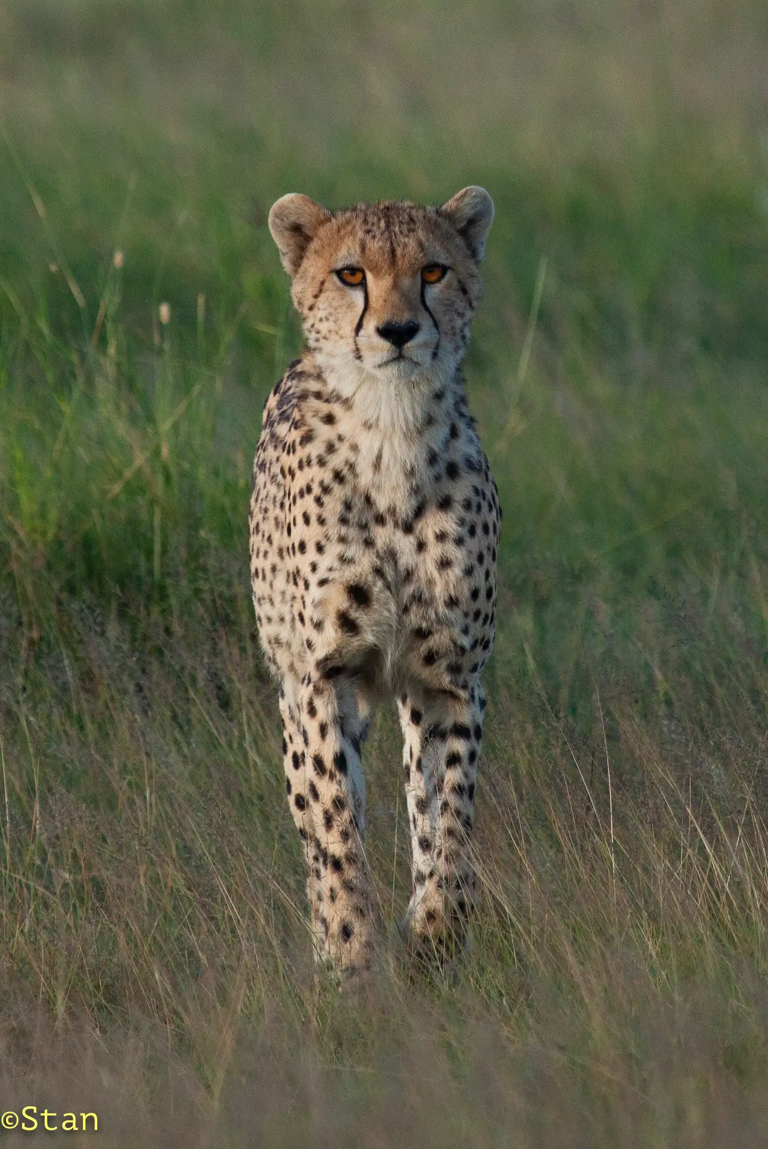  Photo Stanely Raymond